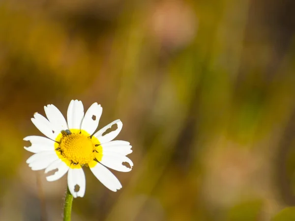 Beautiful Chamomile Flower Insects Close — Stock Photo, Image