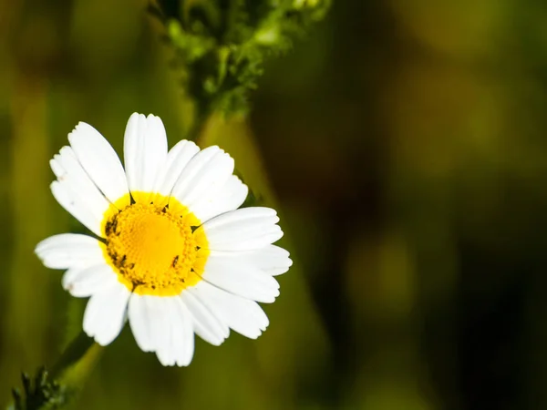 Böcekler Yakın Güzel Papatya Çiçek — Stok fotoğraf