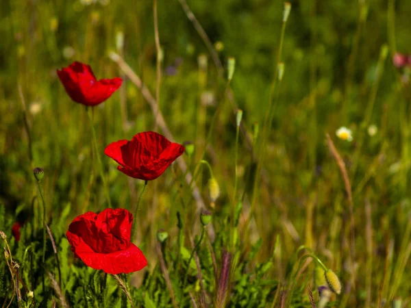 Close Flores Papoula Vermelha Primavera Livre — Fotografia de Stock