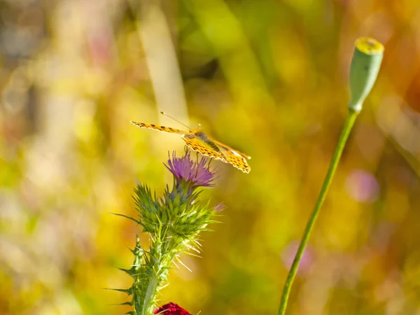 Pollinating — 스톡 사진