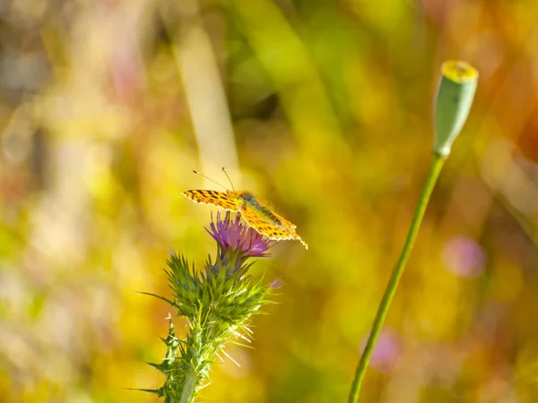 Πεταλούδα Επικονίασης Ένα Λουλούδι Την Άνοιξη — Φωτογραφία Αρχείου