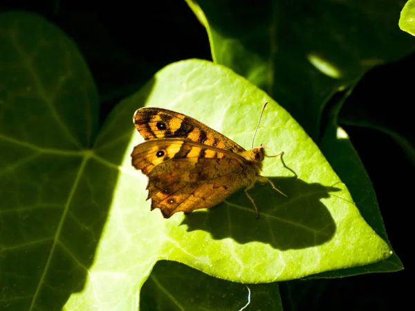 Borboleta Polinizando Folha Primavera — Fotografia de Stock