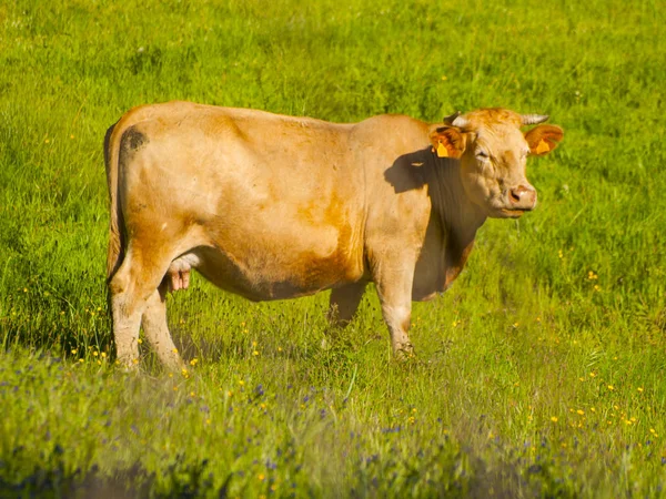 Pastoreio Vacas Campo Primavera Hervas Cáceres Espanha — Fotografia de Stock