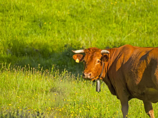 Krávy Pasoucí Venkově Jaře Hervas Caceres Španělsko — Stock fotografie