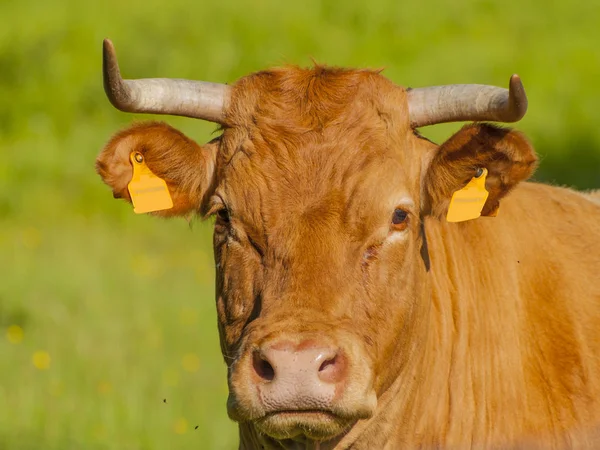 Krowy Pasące Się Wsi Wiosenny Hervás Caceres Hiszpania — Zdjęcie stockowe
