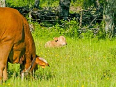 Hervas, Caceres, İspanya ilkbaharda, kırsal üzerinde otlatma inekler