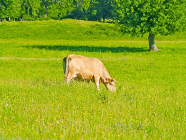 Hervas, Caceres, Ispanya alanında Cow