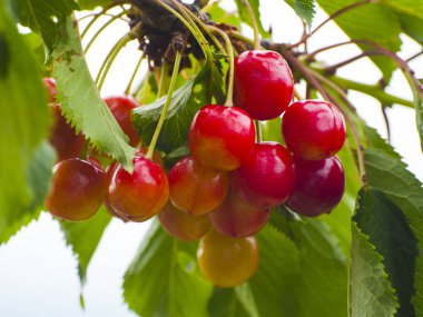 brunch olgun kırmızı kiraz, yakın   