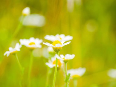 Hervas, Caceres, Ispanya 'da papatya alanı