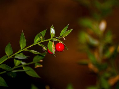 brunches olgun kırmızı meyveleri, yakın   