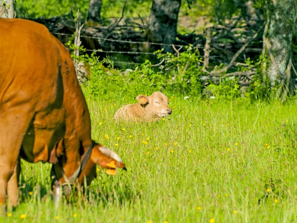 Vacas Pastando Campo Primavera Hervas Cáceres España —  Fotos de Stock