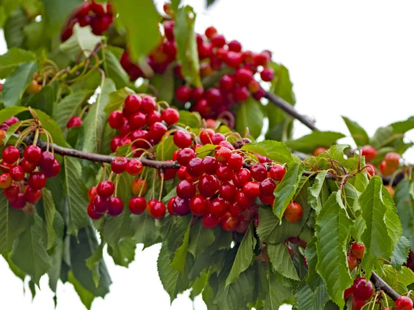 Ripe Red Cherries Brunch Close — Stock Photo, Image