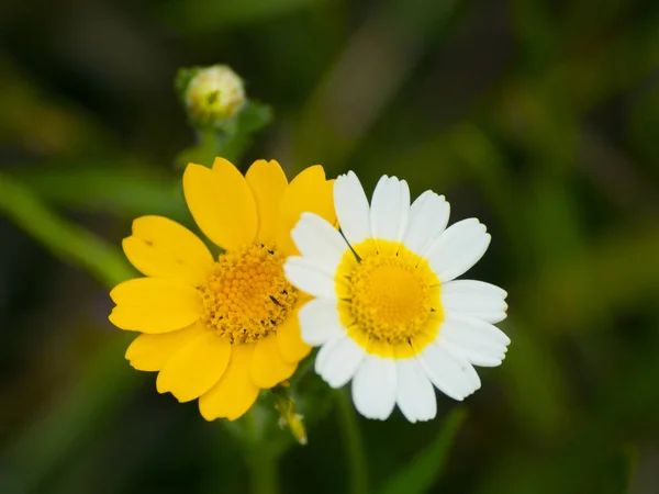 Blühende Blumen Garten — Stockfoto