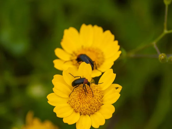 Beautiful Yellow Flowers Close — Stock Photo, Image