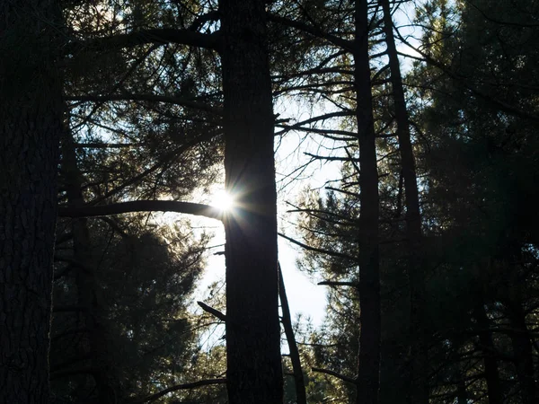 숲에서 소나무의 줄기입니다 — 스톡 사진