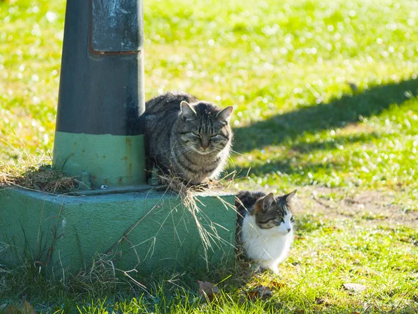 Deux Chats Domestiques Dans Village — Photo