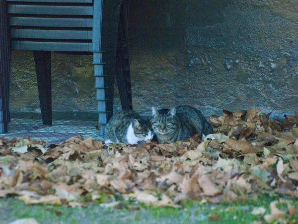 Dois Gatos Domésticos Aldeia — Fotografia de Stock