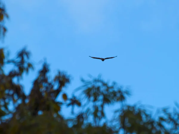 Птица Голубом Небе Близко Дикая Жизнь — стоковое фото