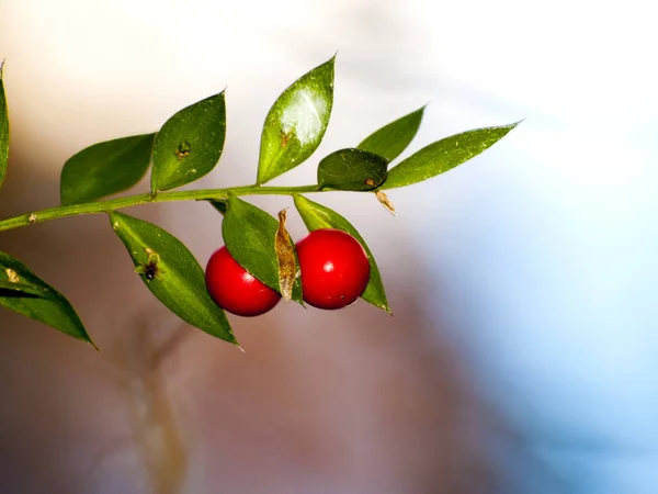 Ripe Red Berries Brunches Close — Stock Photo, Image