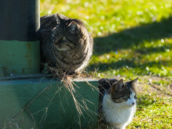 Komik Sevimli Yerli Kedi Açık Havada — Stok fotoğraf