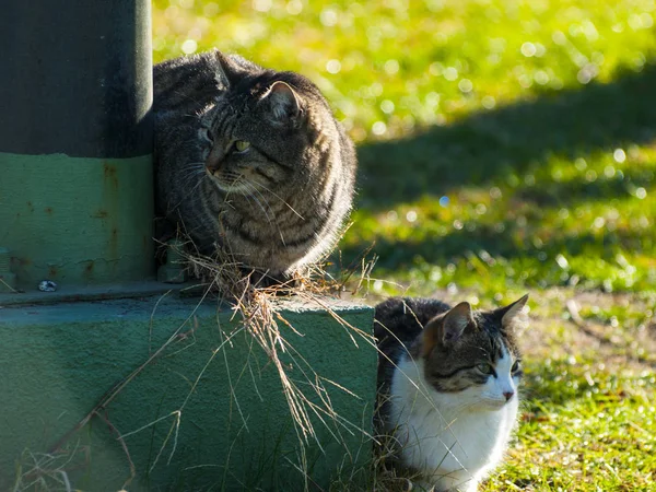 Divertido Lindo Gato Doméstico Aire Libre — Foto de Stock