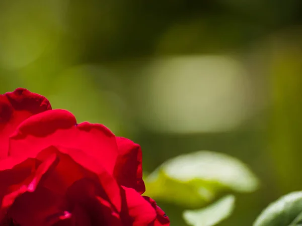 Beautiful Red Rose Flower Close — Stock Photo, Image