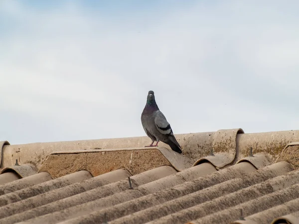 Piccione Sul Tetto Edificio Una Giornata Nuvolosa — Foto Stock