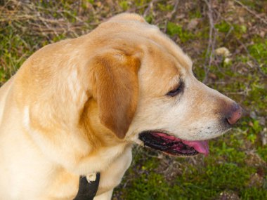 kırsal sevimli köpek