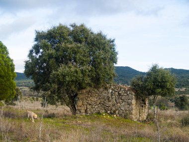 yeşil çim üzerinde komik sevimli köpek 