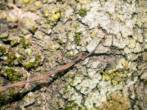 Tronc Arbre Avec Fil Gros Plan — Photo