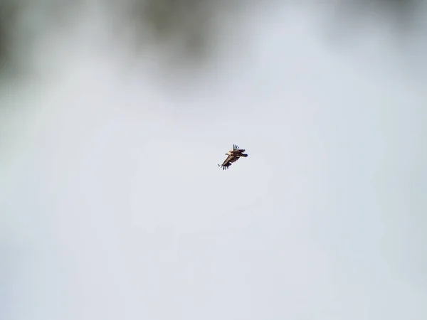 Pájaro Cielo Azul Cerca Vida Salvaje — Foto de Stock