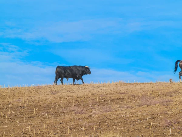 Toro Valiente Pasto España Verano —  Fotos de Stock