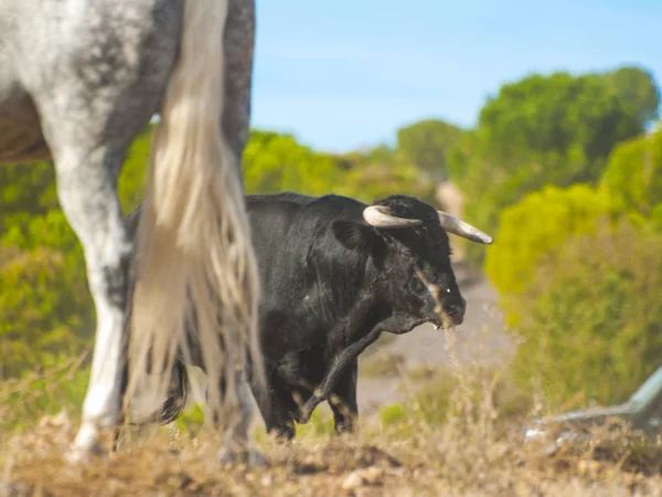 Toro Campo España —  Fotos de Stock