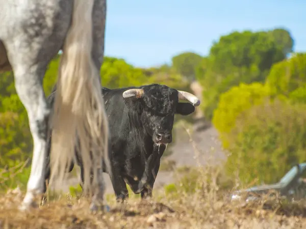 Toro Campo España —  Fotos de Stock