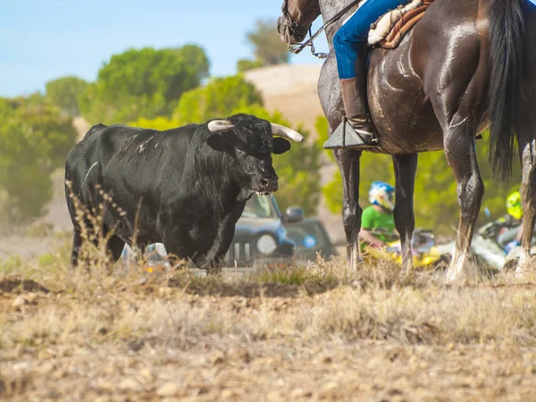 スペインの田舎で牛します — ストック写真