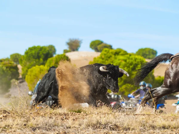 Toros Valientes Pasto España Verano —  Fotos de Stock