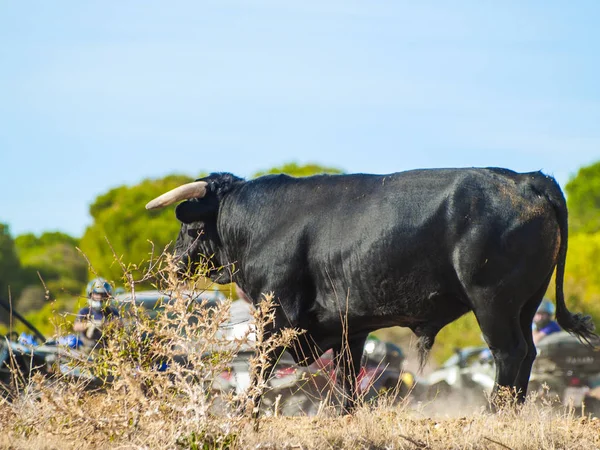 Toro Valiente Pasto España Verano —  Fotos de Stock