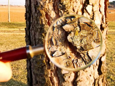 Büyüteç ve ağaç kabuğu, kapatın.