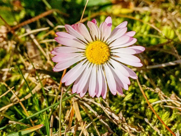 Beautiful Pink Daisy Flower Close — Stock Photo, Image