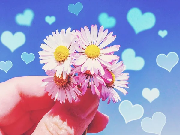 手拿着美丽的雏菊在蓝色背景 — 图库照片
