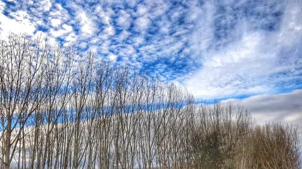 サラマンカ スペインの青空の背景に木 — ストック写真