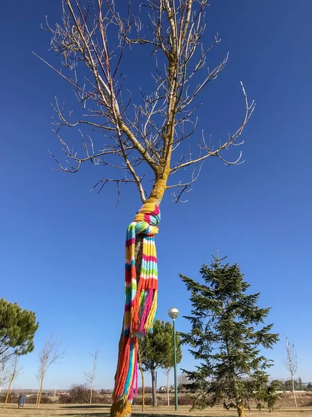 Tronc Arbre Avec Écharpe Automne — Photo