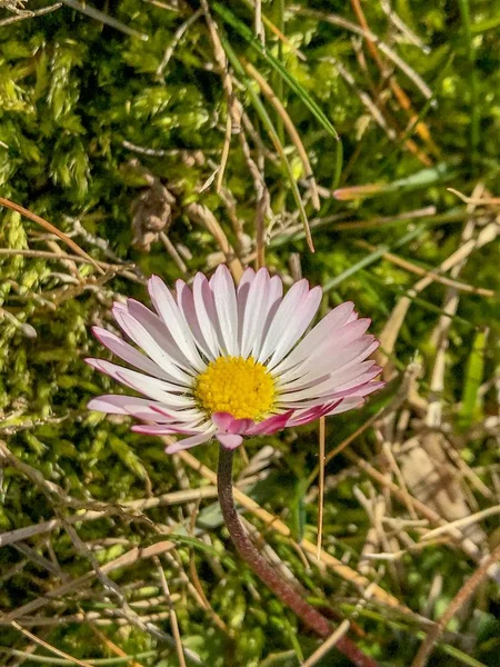 Beautiful Daisy Flower Close — Stock Photo, Image