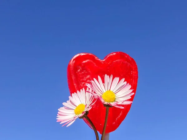 Bellas Margaritas Corazón Rojo Sobre Fondo Azul —  Fotos de Stock