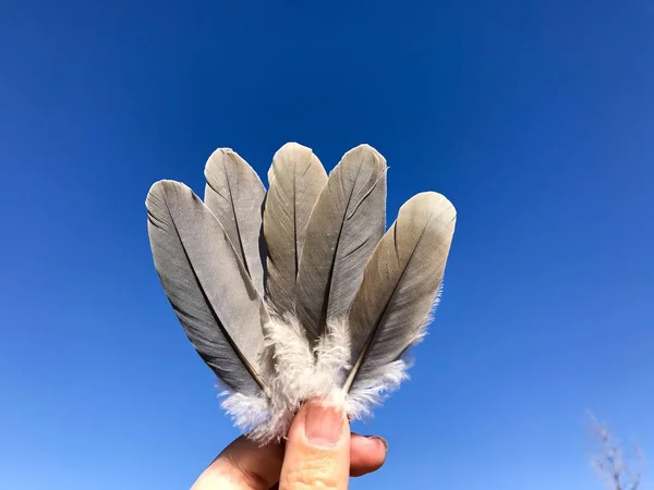 Hombre Sosteniendo Plumas Pájaro Sobre Fondo Azul Del Cielo —  Fotos de Stock