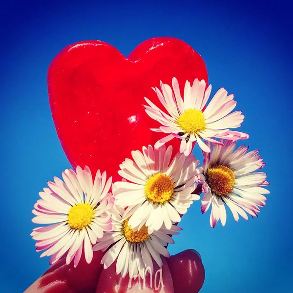 手抱着美丽的雏菊和红色心脏在蓝色背景 — 图库照片