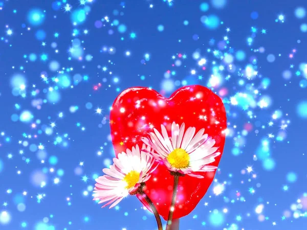 Margaridas Bonitas Coração Vermelho Fundo Azul — Fotografia de Stock
