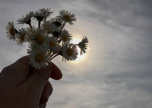 Wild Chamomiles Hand — Stock Photo, Image