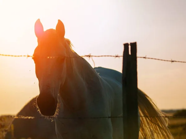 Pferd Bei Sonnenuntergang Auf Der Weide Der Spanischen Dehesa — Stockfoto