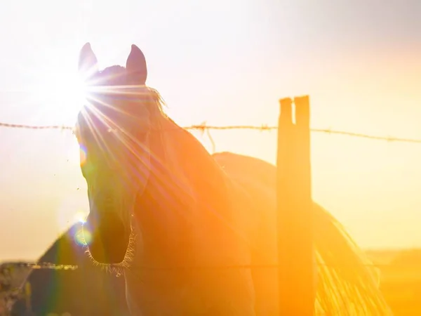 Caballo Atardecer Pastando Dehesa Española — Foto de Stock